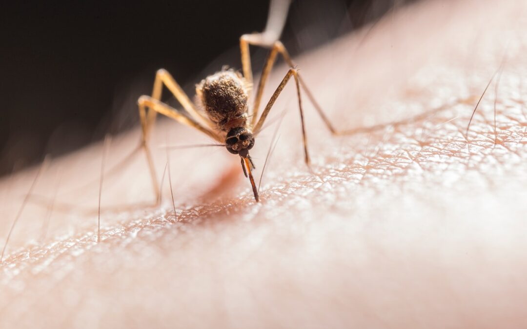 Controlling Mosquitoes